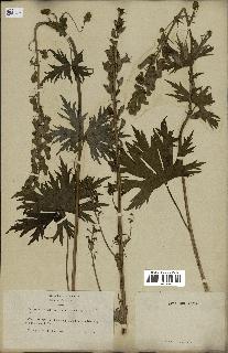 spécimen de Aconitum lycoctonum
