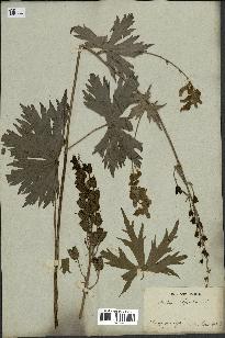 spécimen de Aconitum lycoctonum
