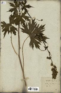 spécimen de Aconitum lycoctonum