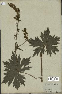 spécimen de Aconitum lycoctonum