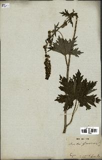 spécimen de Aconitum lycoctonum