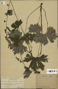 spécimen de Aconitum lycoctonum