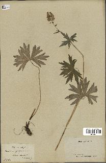 spécimen de Aconitum lycoctonum