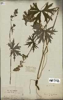 spécimen de Aconitum lycoctonum