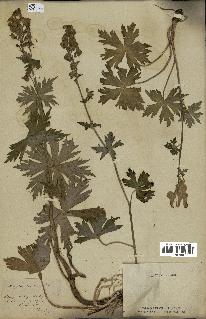 spécimen de Aconitum lycoctonum