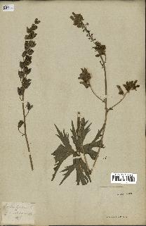 spécimen de Aconitum lycoctonum