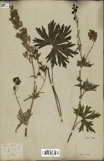 spécimen de Aconitum lycoctonum