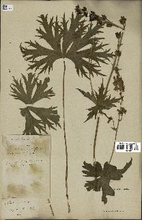 spécimen de Aconitum lycoctonum