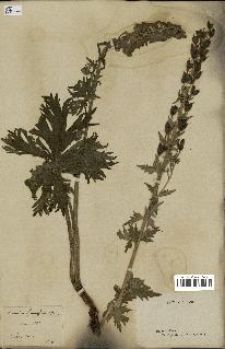 spécimen de Aconitum lycoctonum