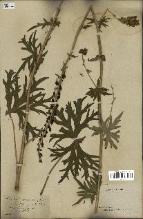 spécimen de Aconitum lycoctonum