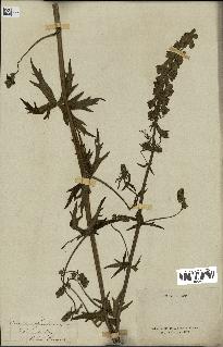 spécimen de Aconitum lycoctonum