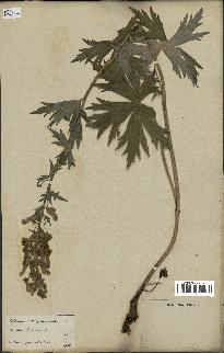 spécimen de Aconitum lycoctonum