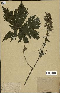 spécimen de Aconitum lycoctonum