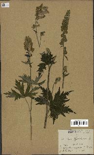 spécimen de Aconitum lycoctonum