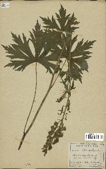 spécimen de Aconitum lycoctonum