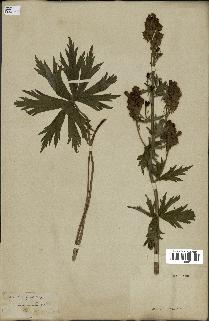spécimen de Aconitum lycoctonum