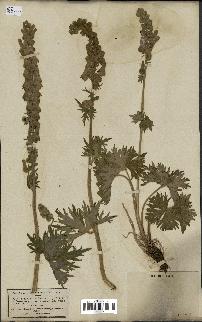 spécimen de Aconitum lycoctonum