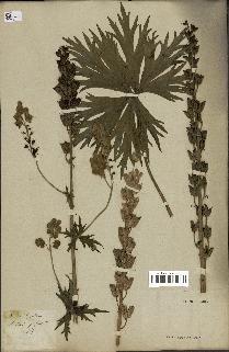 spécimen de Aconitum lycoctonum