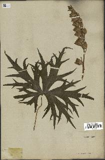 spécimen de Aconitum lycoctonum