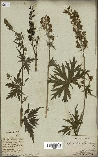 spécimen de Aconitum lycoctonum