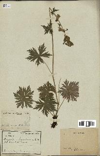 spécimen de Aconitum lycoctonum