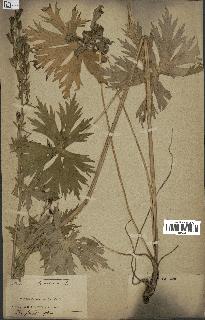 spécimen de Aconitum lycoctonum