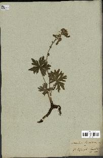 spécimen de Aconitum lycoctonum