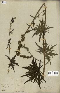 spécimen de Aconitum lycoctonum