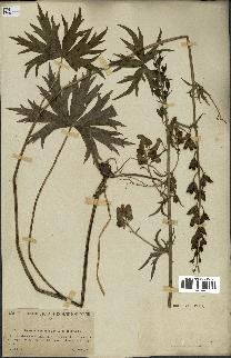 spécimen de Aconitum lycoctonum
