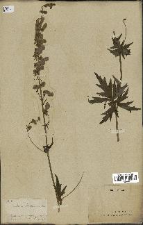 spécimen de Aconitum lycoctonum