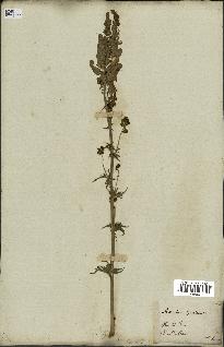 spécimen de Aconitum lycoctonum