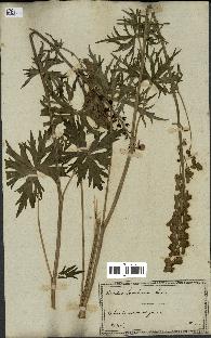 spécimen de Aconitum lycoctonum
