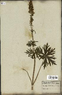 spécimen de Aconitum lycoctonum
