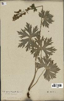 spécimen de Aconitum lycoctonum