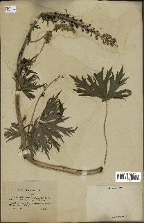 spécimen de Aconitum lycoctonum