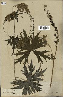 spécimen de Aconitum lycoctonum