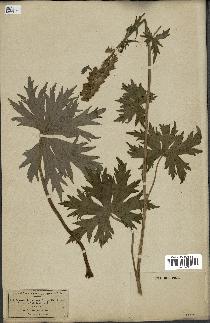 spécimen de Aconitum lycoctonum