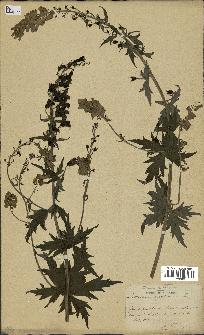 spécimen de Aconitum lycoctonum