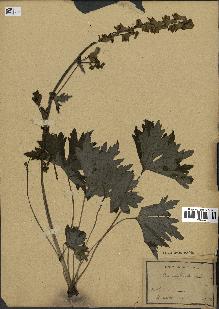 spécimen de Aconitum lycoctonum