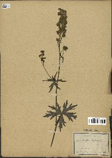 spécimen de Aconitum lycoctonum