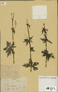 spécimen de Aconitum lycoctonum