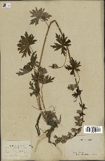 spécimen de Aconitum lycoctonum