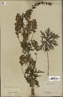 spécimen de Aconitum lycoctonum