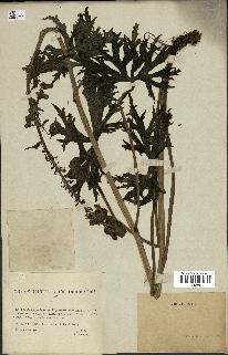 spécimen de Aconitum lycoctonum