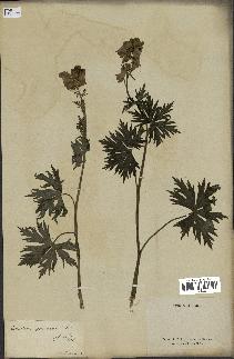 spécimen de Aconitum lycoctonum
