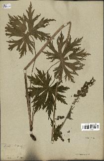 spécimen de Aconitum lycoctonum