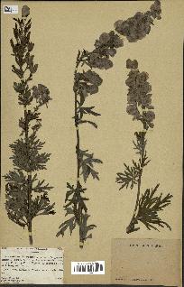 spécimen de Aconitum napellus