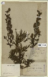 spécimen de Aconitum napellus