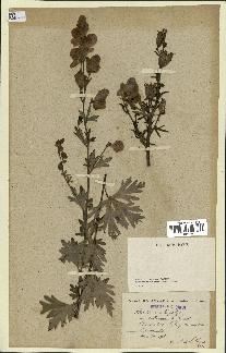 spécimen de Aconitum napellus