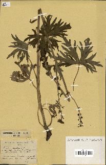 spécimen de Aconitum lycoctonum